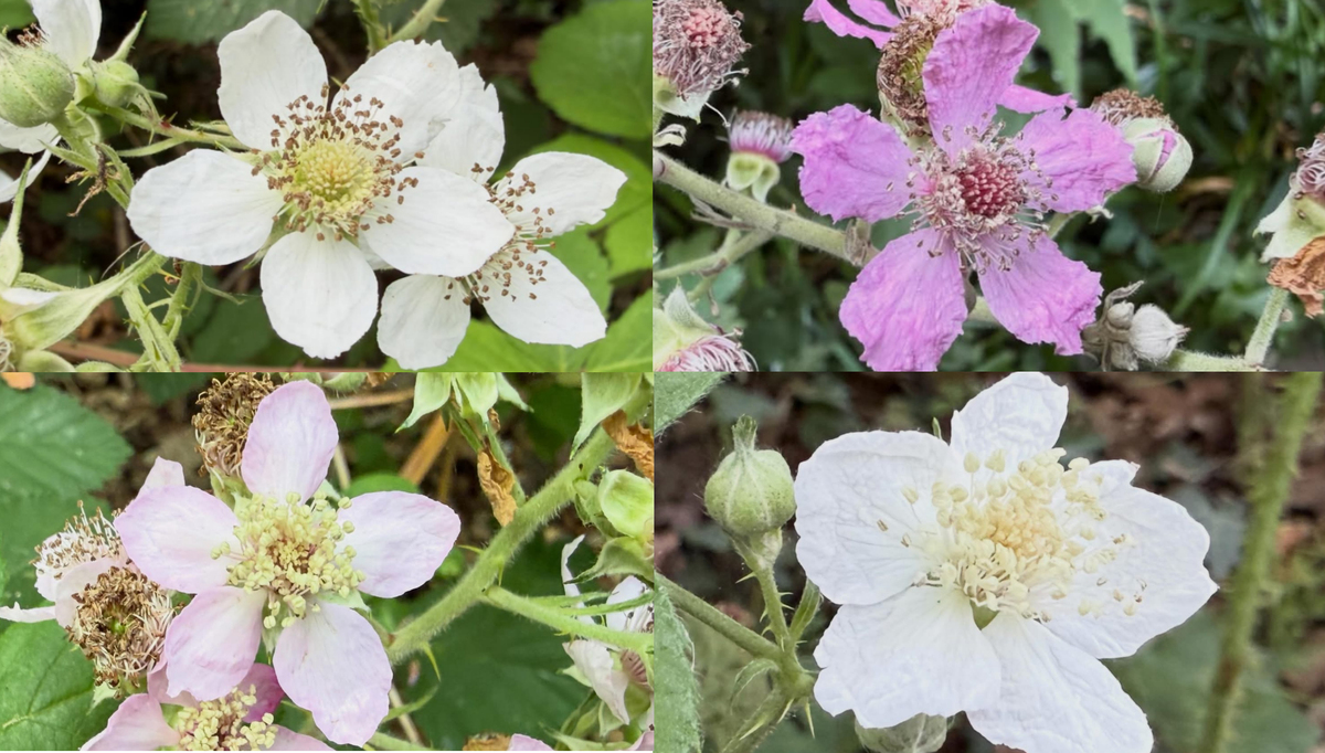 Varieties of blackberries